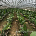 Water and fertilizer integrated drip irrigation system